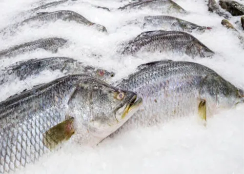 Marine Fish & Seafood